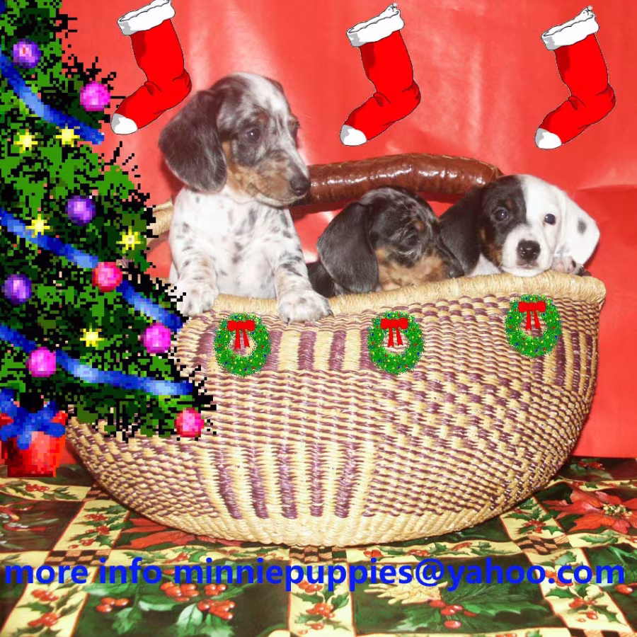 Dachshund puppies READY TO GO HOME