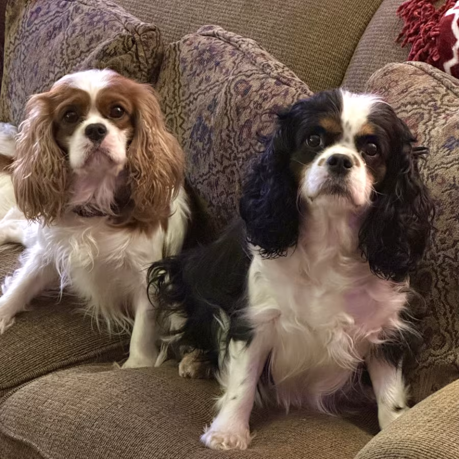 Purebred Cavalier King Charles Tri male puppy DNA tested