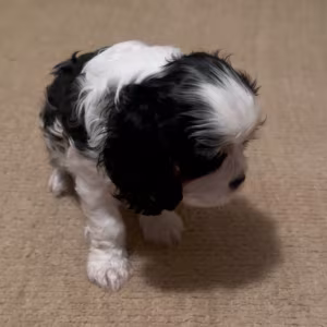Purebred Cavalier King Charles Tri male puppy DNA tested