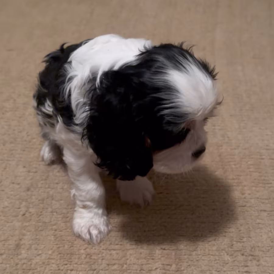 Purebred Cavalier King Charles Tri male puppy DNA tested