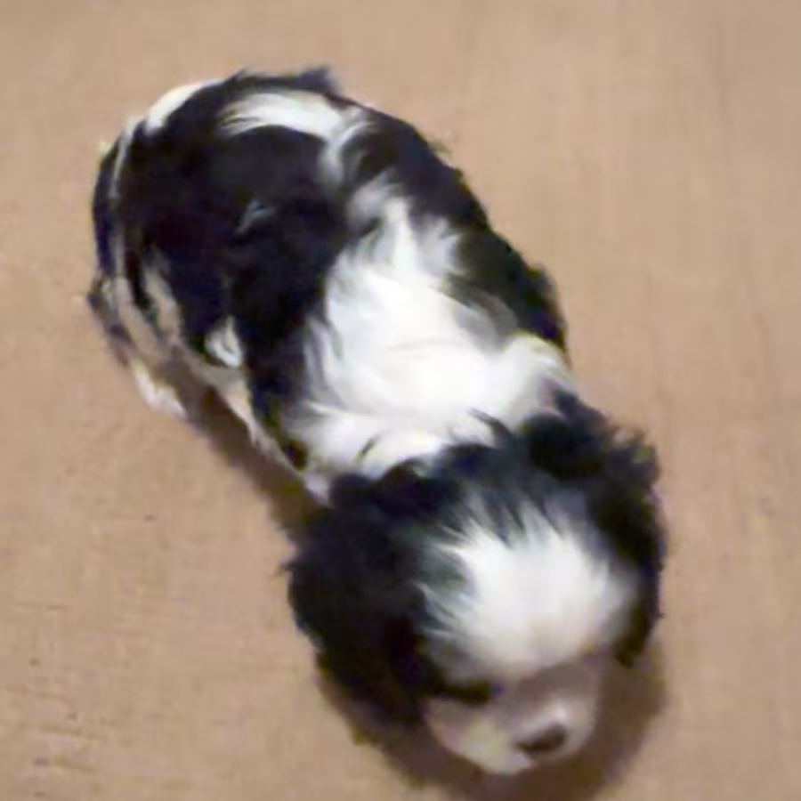 Purebred Cavalier King Charles Tri male puppy DNA tested