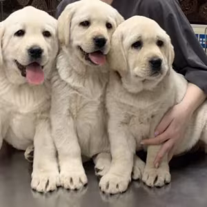 Adorable Labrador Puppies for Sale, 2 Boys and 1 Girl, San Diego (C...