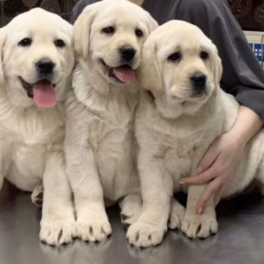 Adorable Labrador Puppies for Sale, 2 Boys and 1 Girl, San Diego (C...