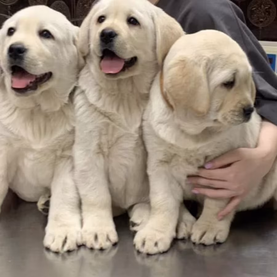 Adorable Labrador Puppies for Sale, 2 Boys and 1 Girl, San Diego (C...