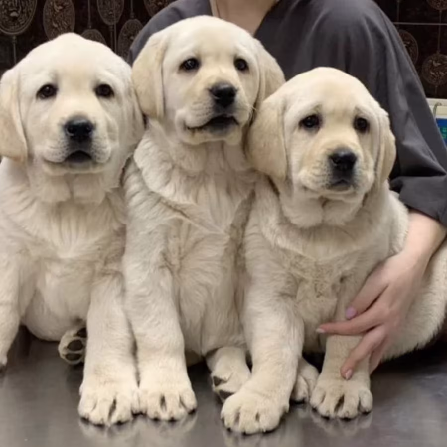 Adorable Labrador Puppies for Sale, 2 Boys and 1 Girl, San Diego (C...