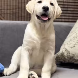 Labrador Girl for Sale in Jacksonville (Florida)