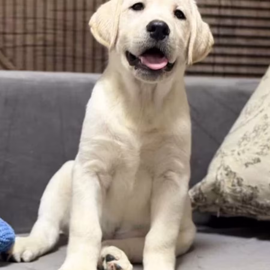Labrador Girl for Sale in Jacksonville (Florida)