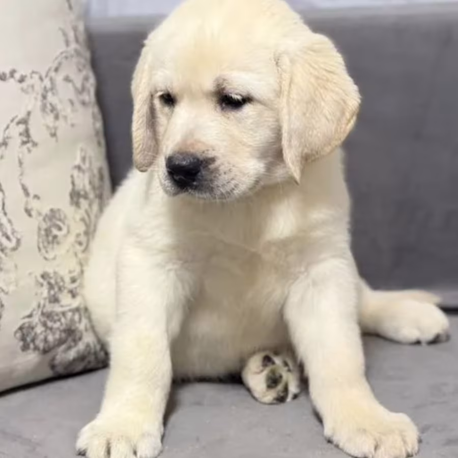 Labrador Girl for Sale in Jacksonville (Florida)
