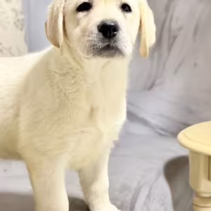 Labrador Girl for Sale in Jacksonville (Florida)