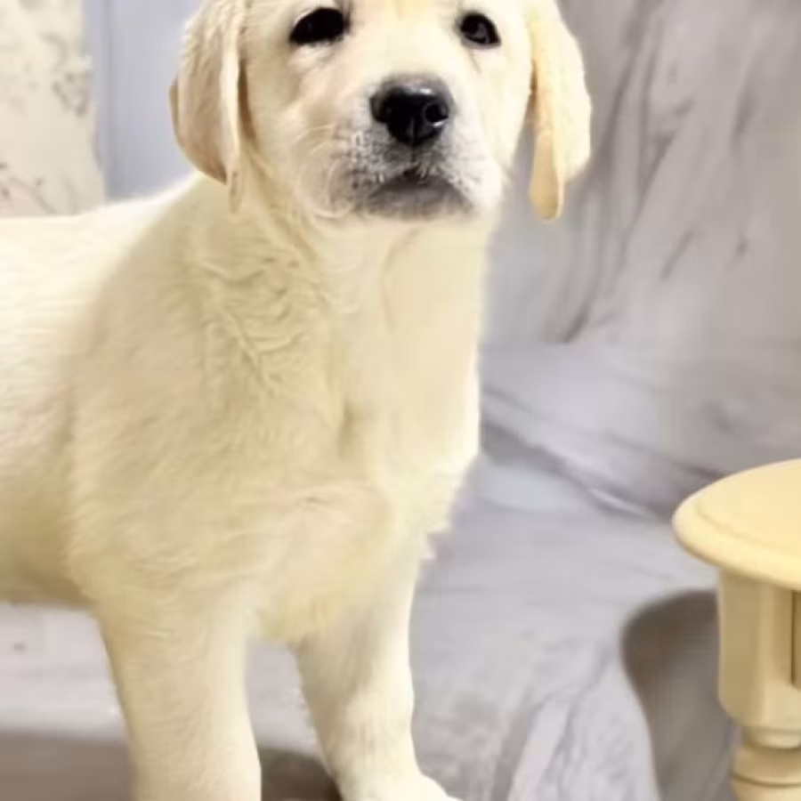 Labrador Girl for Sale in Jacksonville (Florida)