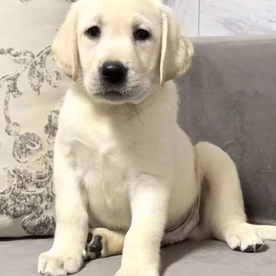 Labrador Girl for Sale in Jacksonville (Florida)