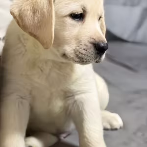 Labrador Girl for Sale in Jacksonville (Florida)