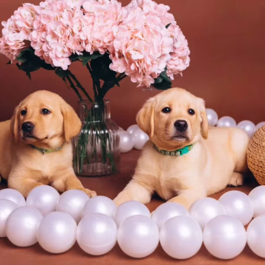 Purebred Labradors for Sale in Austin (Texas)