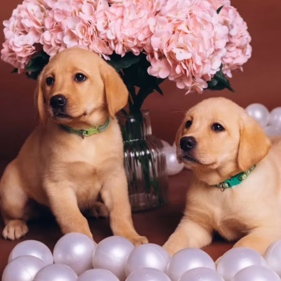 Purebred Labradors for Sale in Austin (Texas)