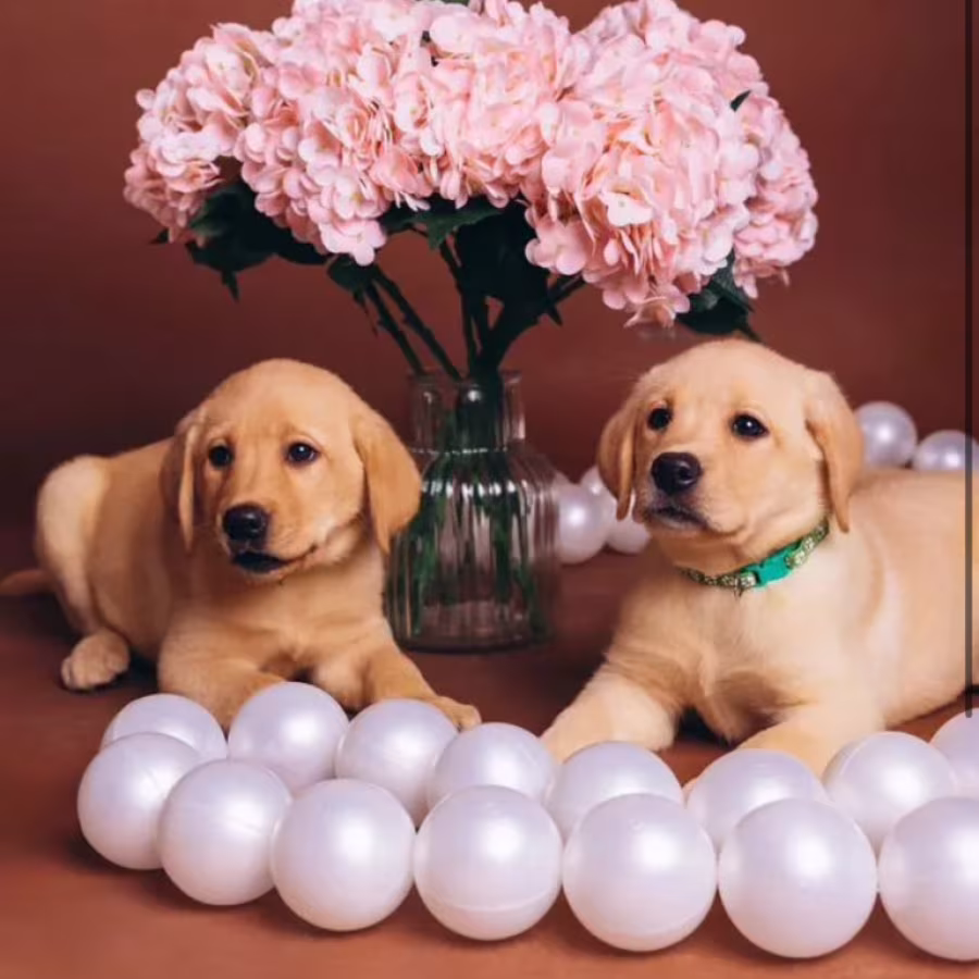 Purebred Labradors for Sale in Austin (Texas)