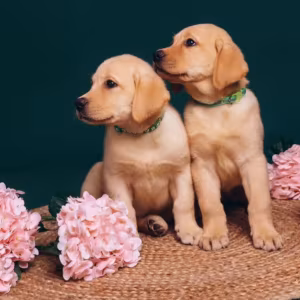 Purebred Labradors for Sale in Austin (Texas)