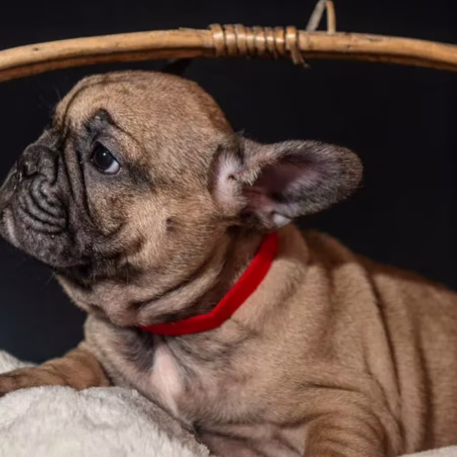 Female Fawn for Sale In Georgia