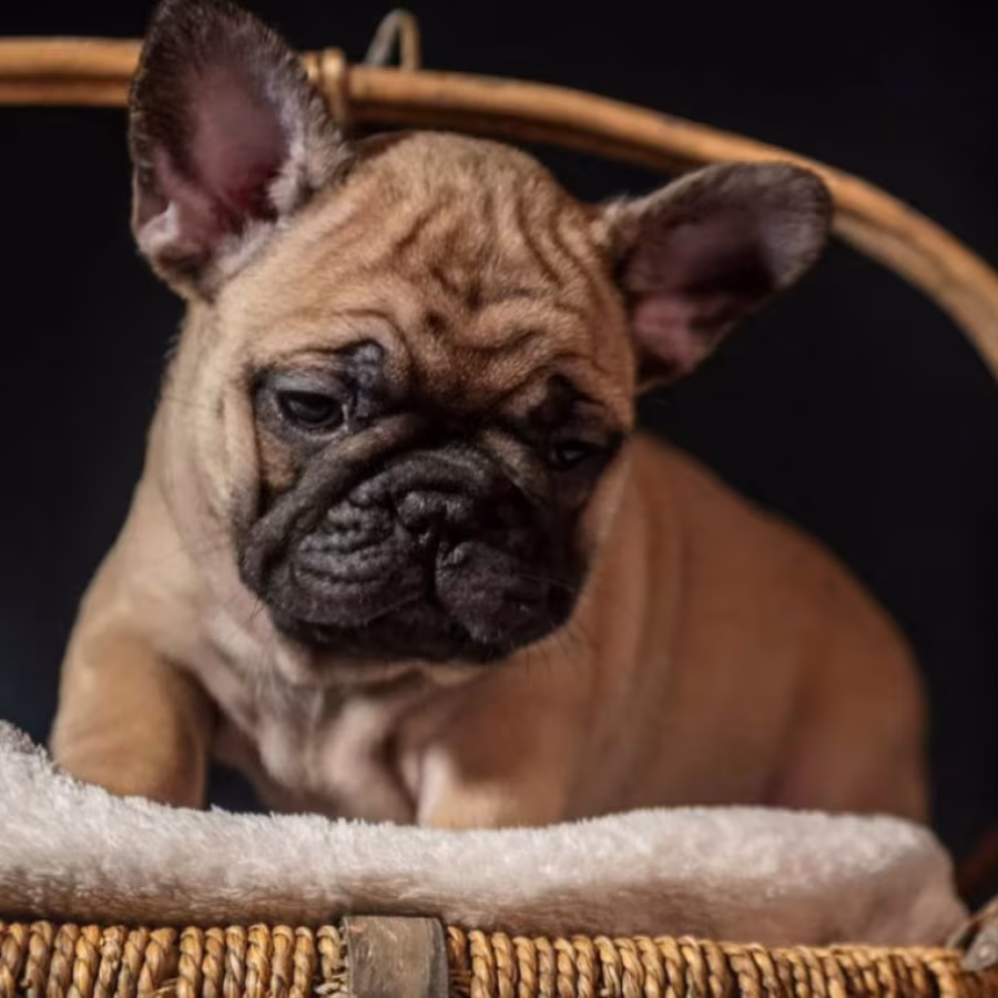 Female Fawn for Sale In Georgia