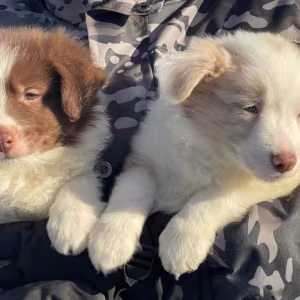 Border Collie Puppies for Sale in Dallas (Texas)