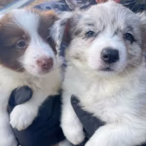 Border Collie Puppies for Sale in Dallas (Texas)