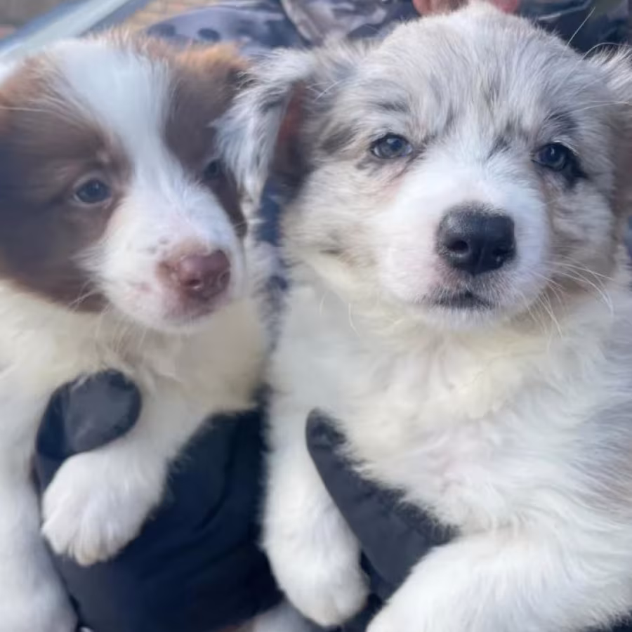 Border Collie Puppies for Sale in Dallas (Texas)