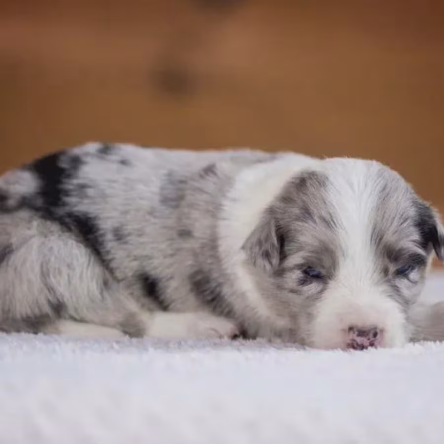 Long-Haired Collie Boy for Sale in Manhattan (New York)