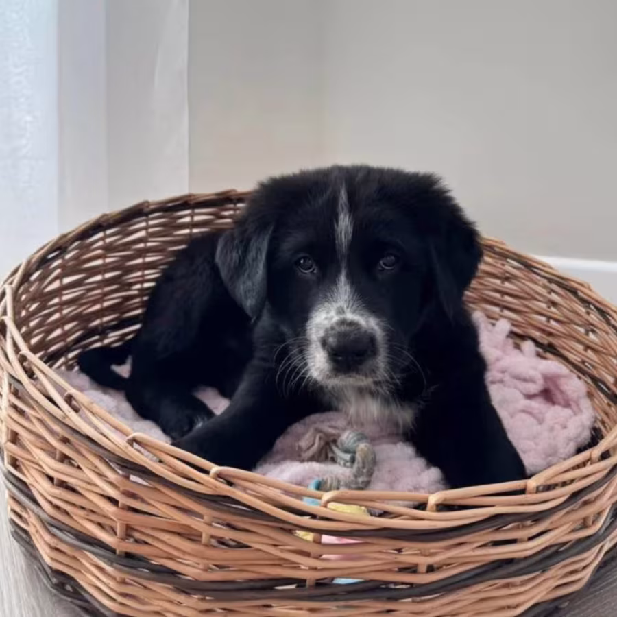 Scottish Collie Girl and Boy Looking for a Home in Fort Worth (Texas)