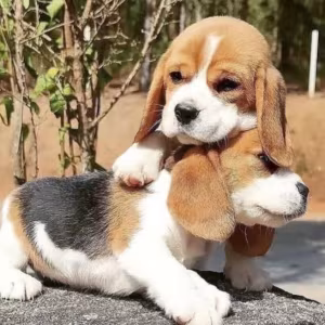 Beagle Puppies (Girls) for Sale in the Bronx (New York)