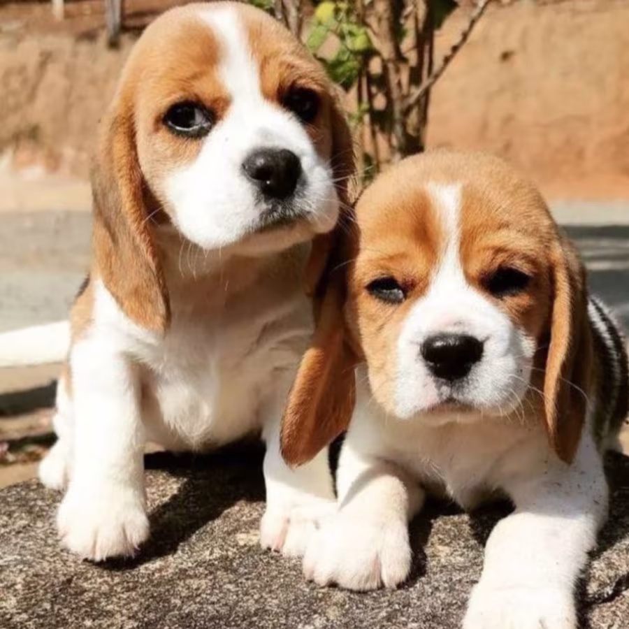 Beagle Puppies (Girls) for Sale in the Bronx (New York)