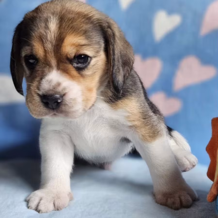 Purebred Beagle Boy for Sale, Florida