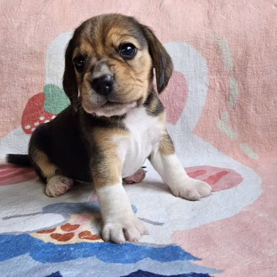 Purebred Beagle Boy for Sale, Florida