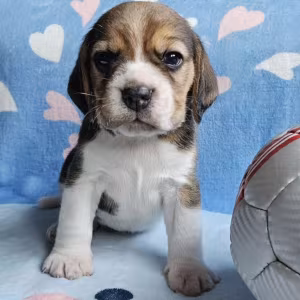 Purebred Beagle Boy for Sale, Florida