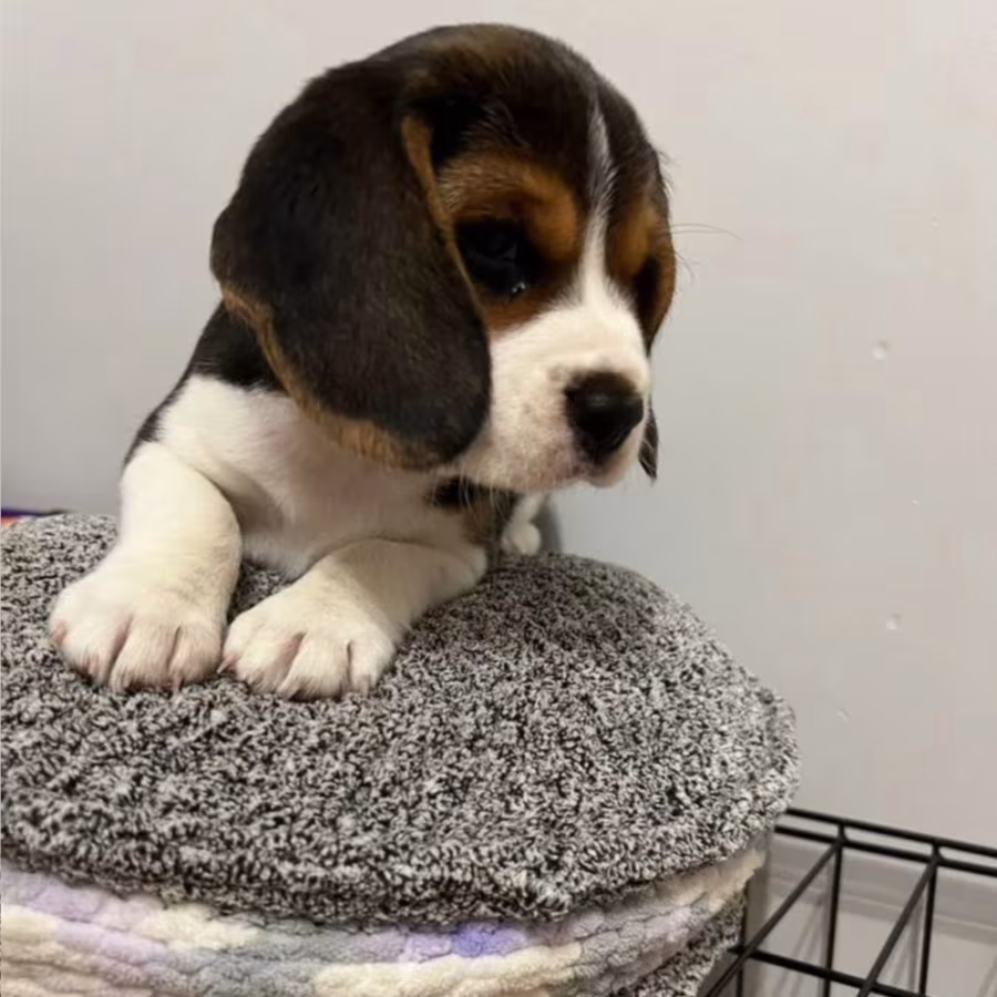 Beagle Puppies with Full Documents for Sale in Queens (New York)