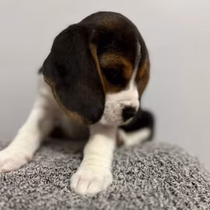 Beagle Puppies with Full Documents for Sale in Queens (New York)