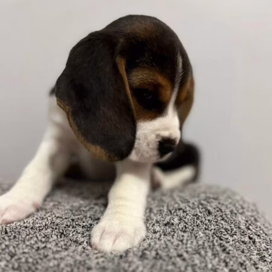 Beagle Puppies with Full Documents for Sale in Queens (New York)