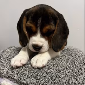 Beagle Puppies with Full Documents for Sale in Queens (New York)