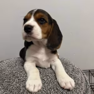Beagle Puppies with Full Documents for Sale in Queens (New York)