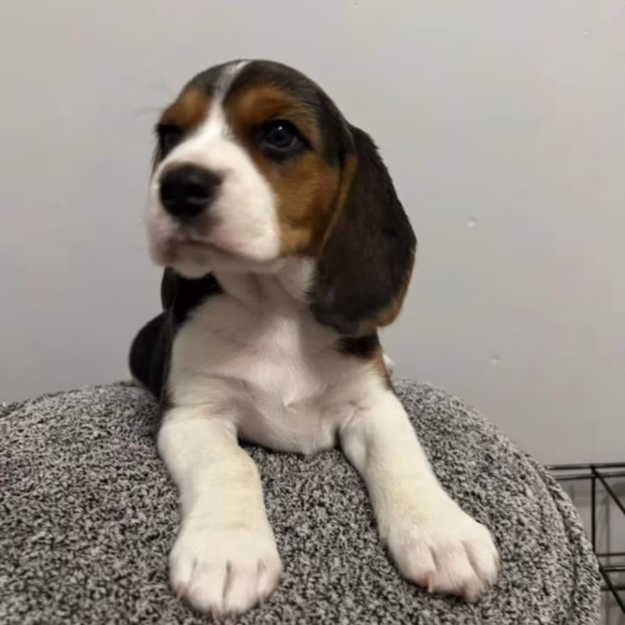 Beagle Puppies with Full Documents for Sale in Queens (New York)