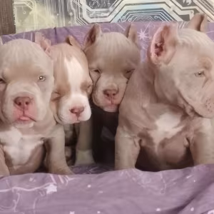 American Pitbull Puppies for Sale in Philadelphia (Pennsylvania)