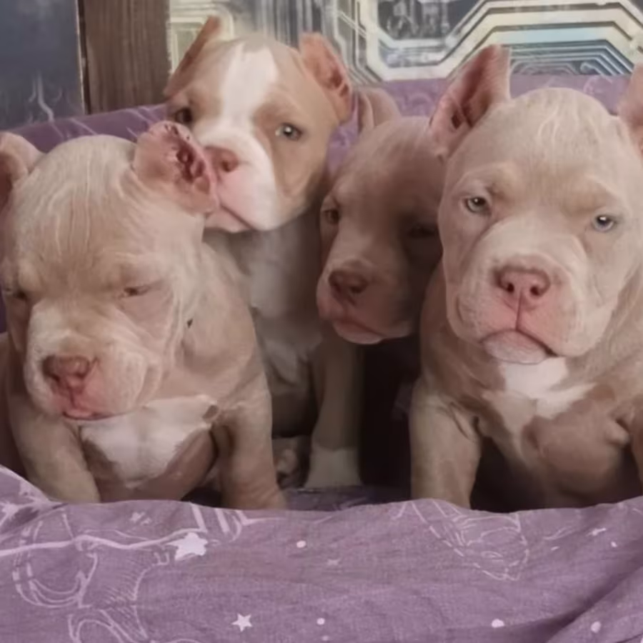 American Pitbull Puppies for Sale in Philadelphia (Pennsylvania)