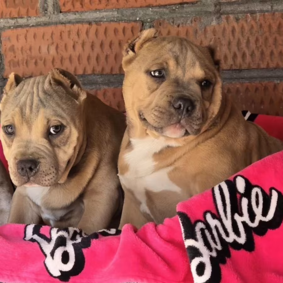 Two Pitbull Terrier Boys for Sale, 2 Months Old (Salem, Massachusetts)