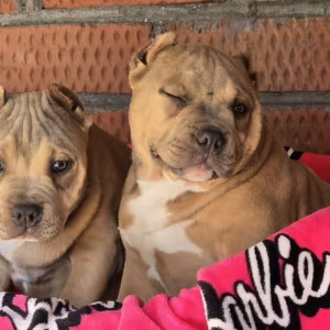 Two Pitbull Terrier Boys for Sale, 2 Months Old (Salem, Massachusetts)