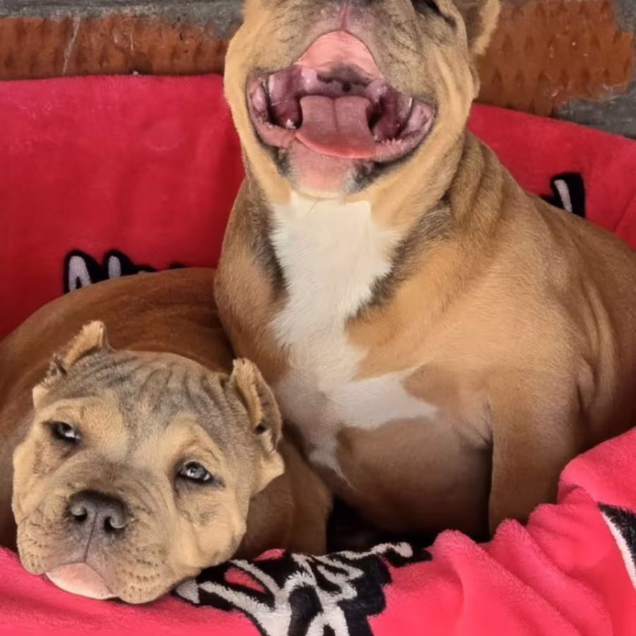 Two Pitbull Terrier Boys for Sale, 2 Months Old (Salem, Massachusetts)