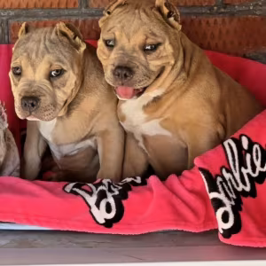 Two Pitbull Terrier Boys for Sale, 2 Months Old (Salem, Massachusetts)