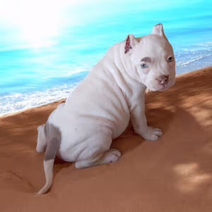 American Pitbull Terrier Girl, 3 Months Old, Looking for Owners in...