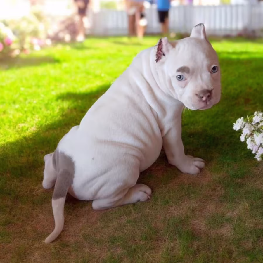 American Pitbull Terrier Girl, 3 Months Old, Looking for Owners in...