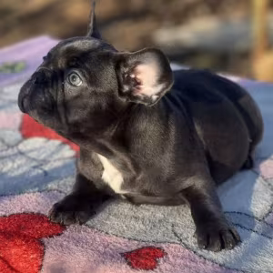 Female Blue Tan Full AKC, with breeding rights Microchip In Georgia