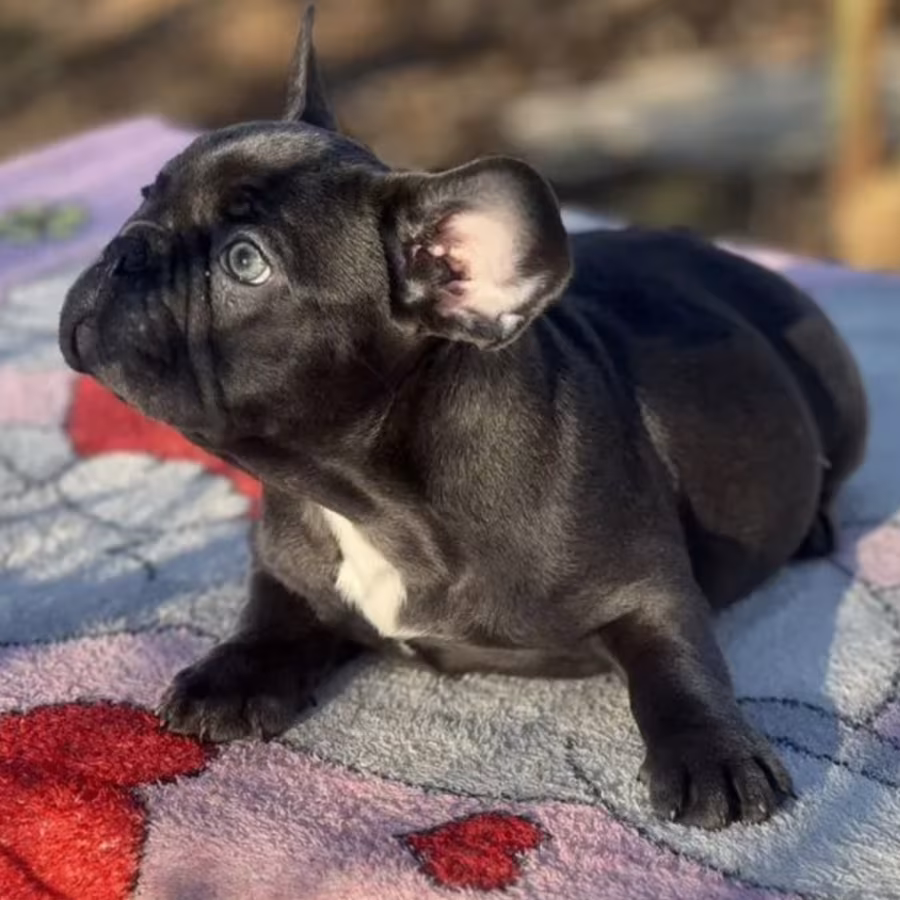 Female Blue Tan Full AKC, with breeding rights Microchip In Georgia