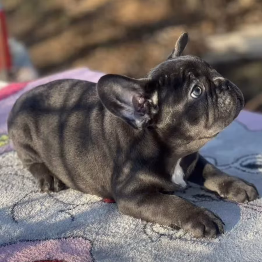 Female Blue Tan Full AKC, with breeding rights Microchip In Georgia
