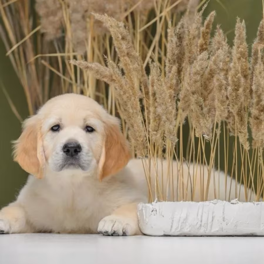 Golden Retriever Puppies for Sale in the Bronx